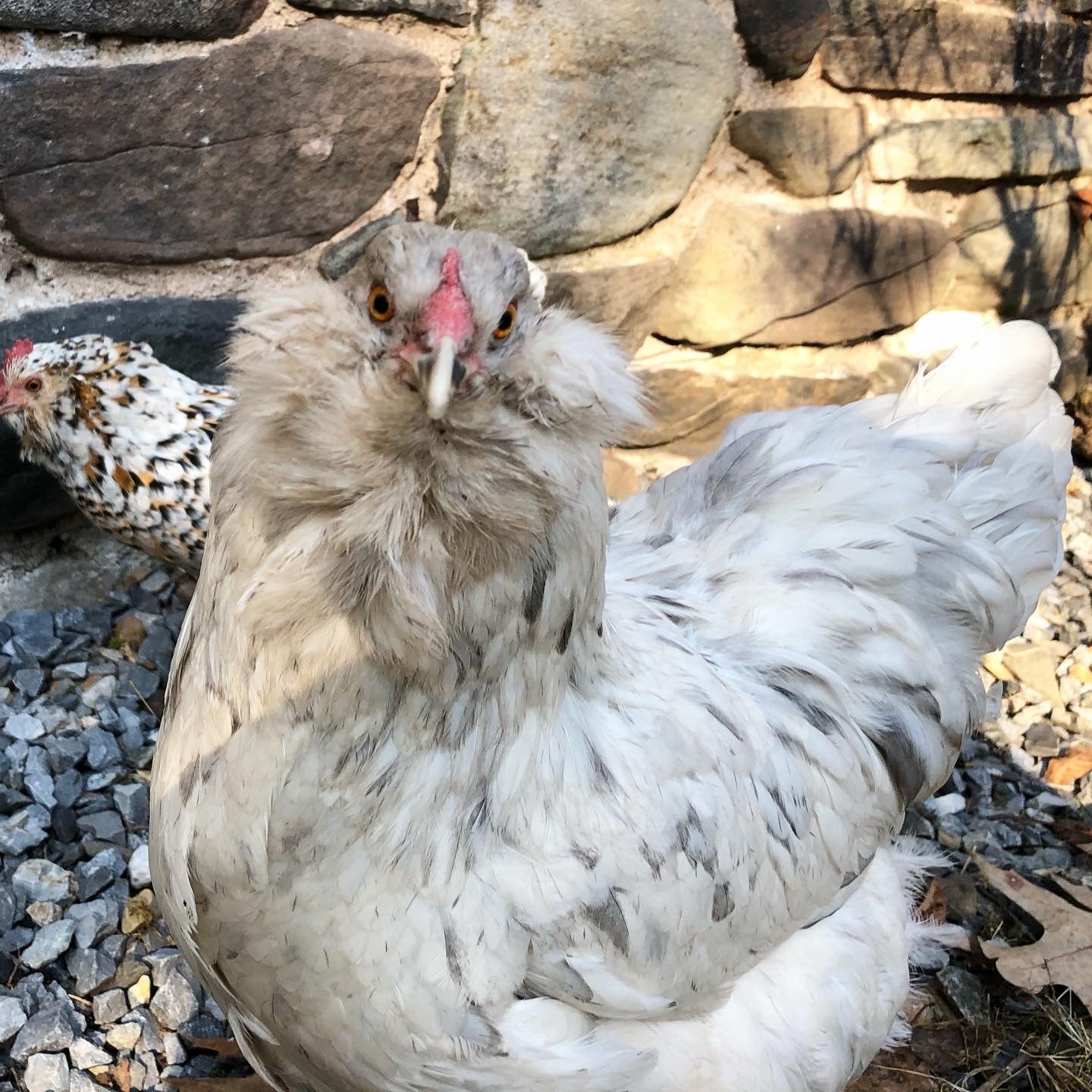 Wings - Woodsage & Seasalt